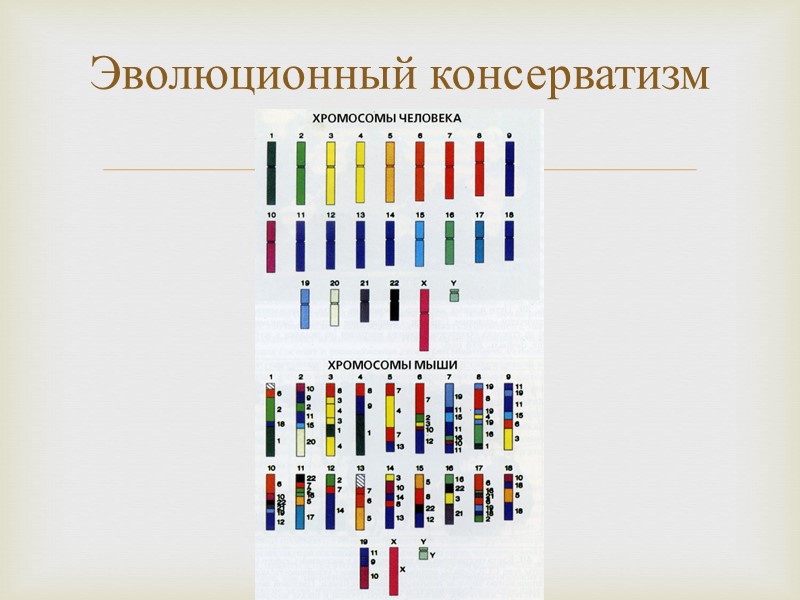 Эволюционный консерватизм